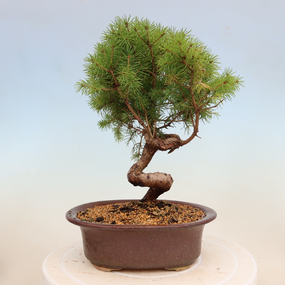 Bonsai für draußen - Fichte - Picea glauca globe