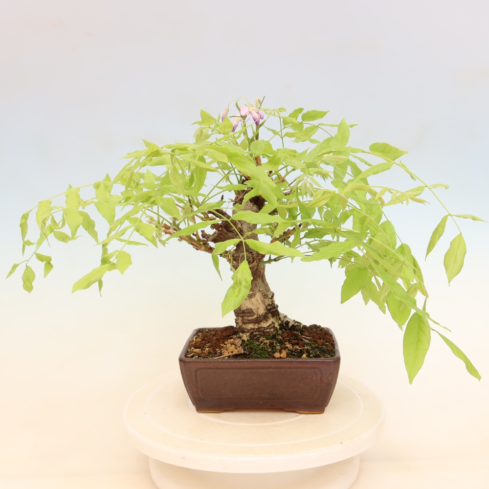 Bonsai für draußen - Wisteria floribunda
