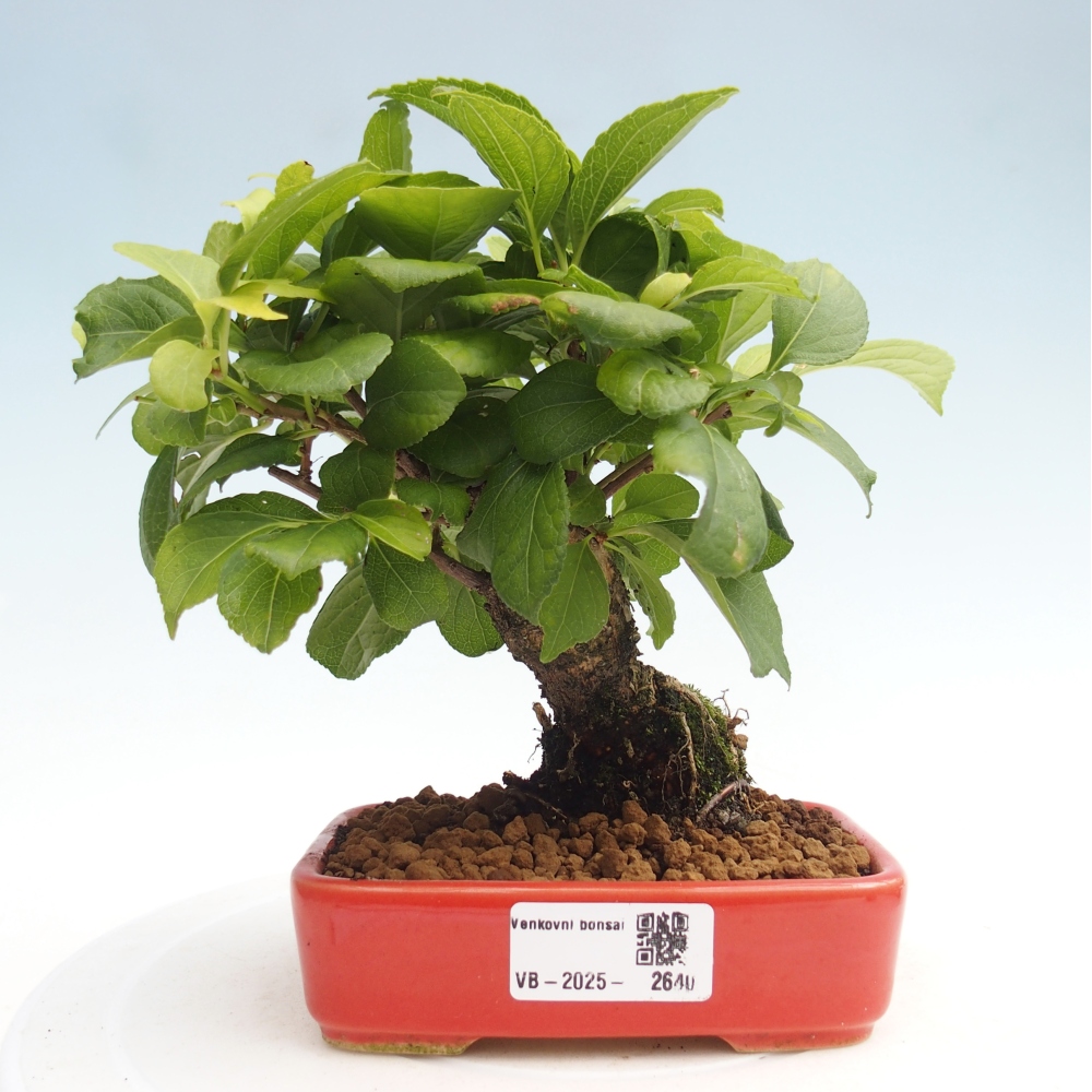 Bonsai für draußen - Celastrus orbiculatus