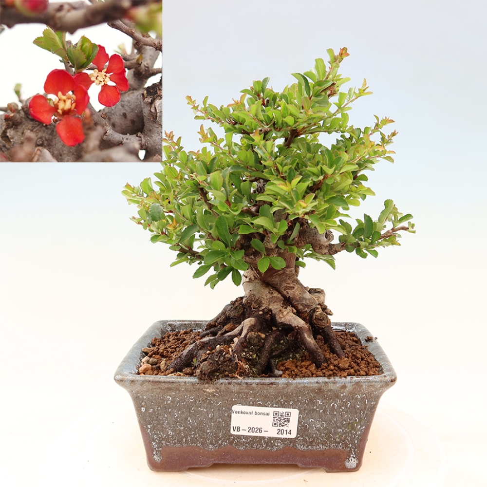Bonsai für draußen - Chaneomeles speciosa Chojubai