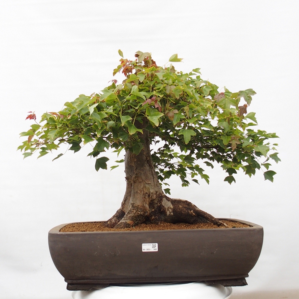 Bonsai für draußen - Acer Buergerianum - Bergahorn