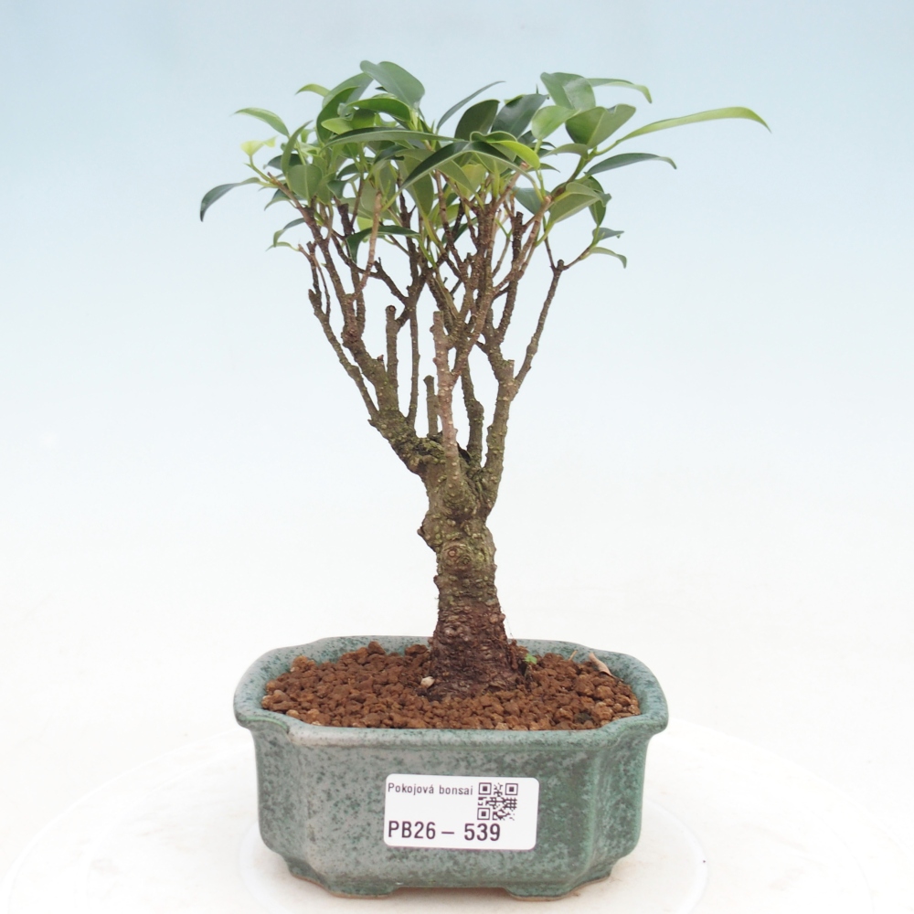 Zimmer Bonsai Ficus retusa kimmen