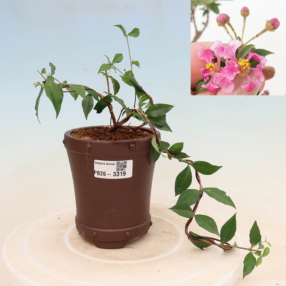 Zimmerbonsai – Barbados-Kirsche (Malpighia glabra) 