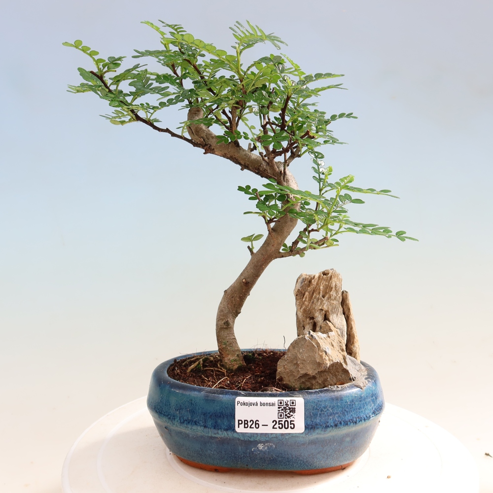 Zimmer Bonsai - Zantoxylum piperitum - Pfefferbaum