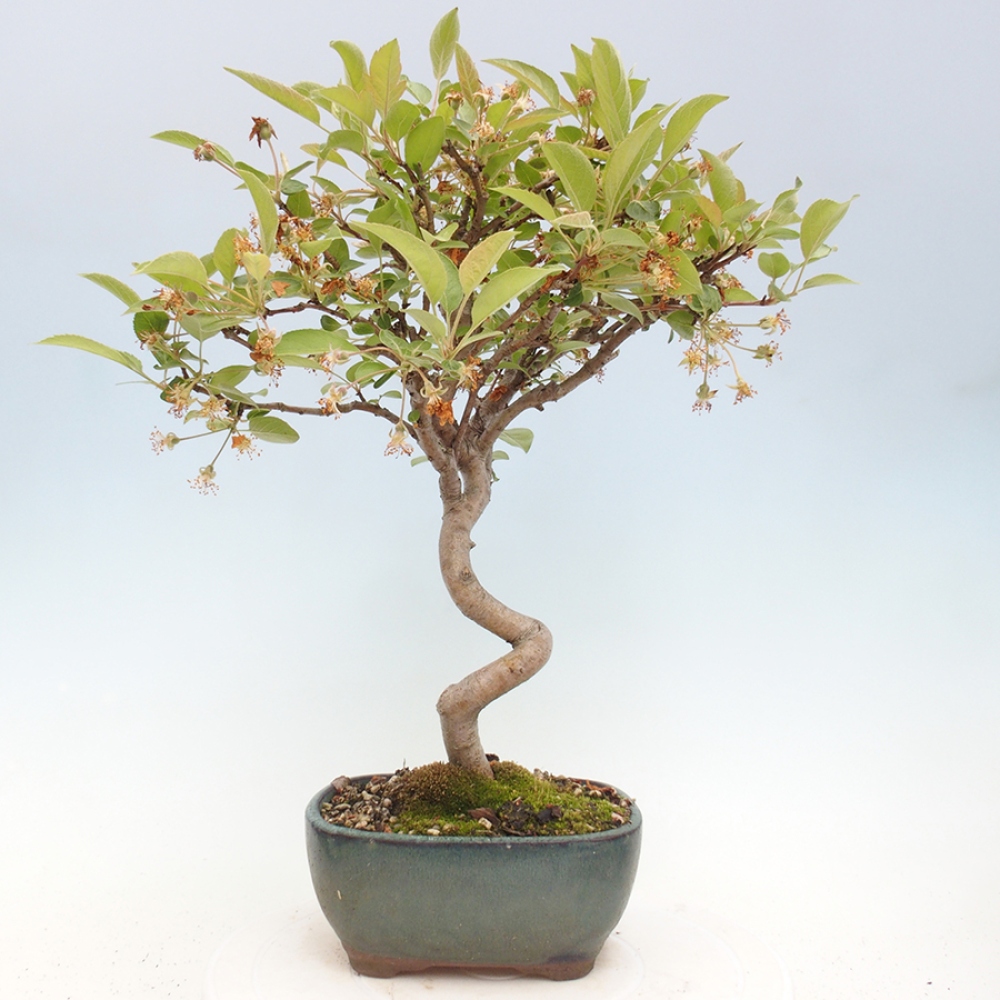 Outdoor-Bonsai -Malus halliana - Kleinfrüchtiger Apfelbaum
