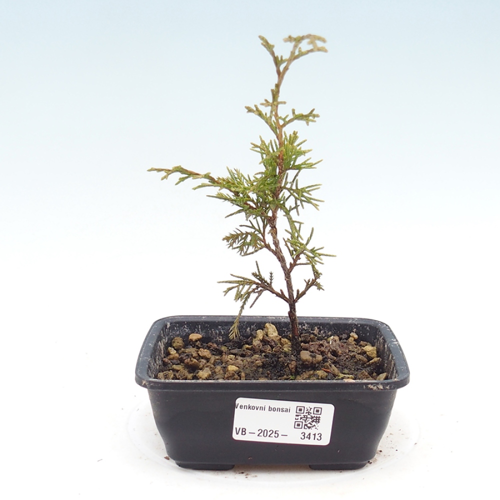 Bonsai für draußen - Juniperus chinensis Itoigawa