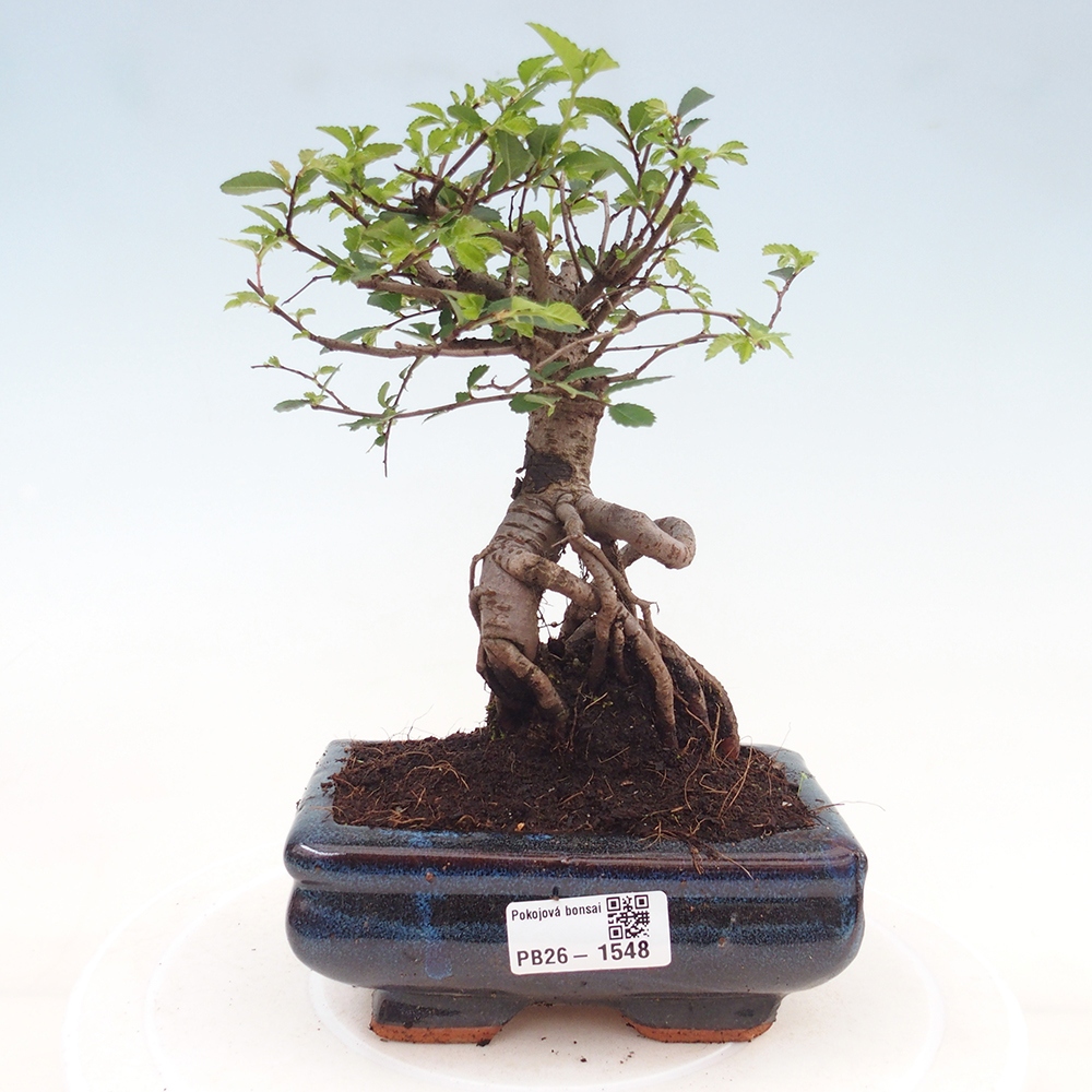 Zimmerbonsai - Ulmus parvifolia - Kleinblättrige Ulme