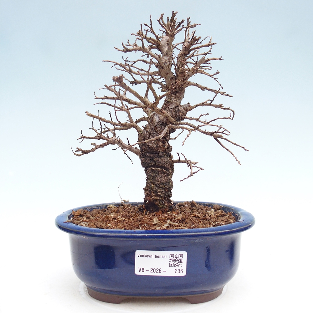 Bonsai für draußen - Zelkova - Zelkova NIRE