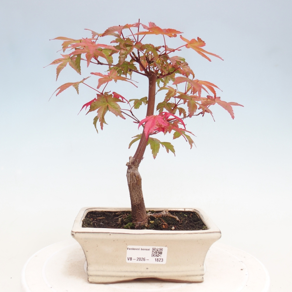 Bonsai für draußen - Acer palmatum DESHOJO
