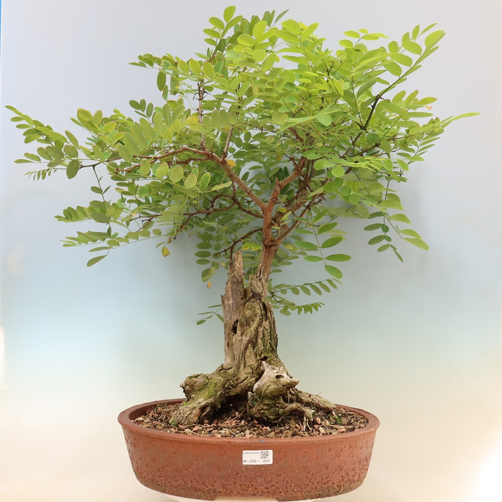 Bonsai für draußen - Dorn-Akazie - Robinia pseudoacacia