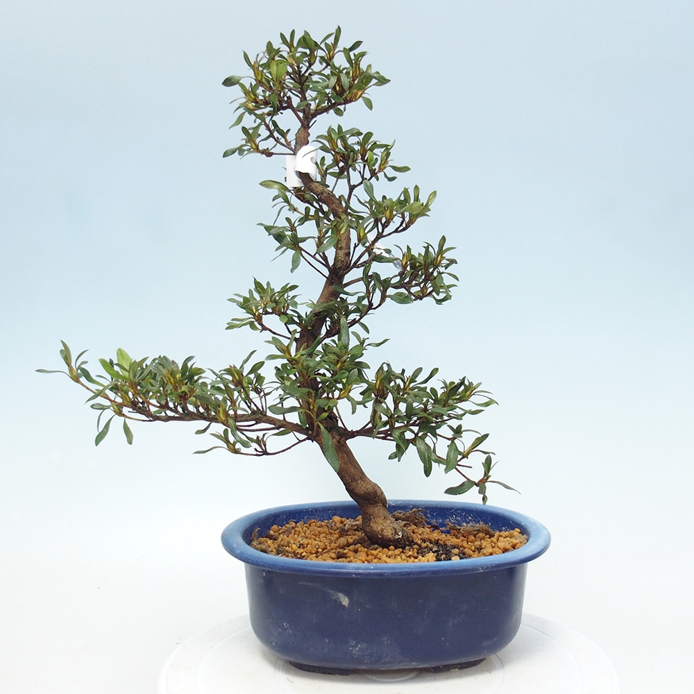 Bonsai für draußen - Japanische Azalee - Azalee CHIHIRO