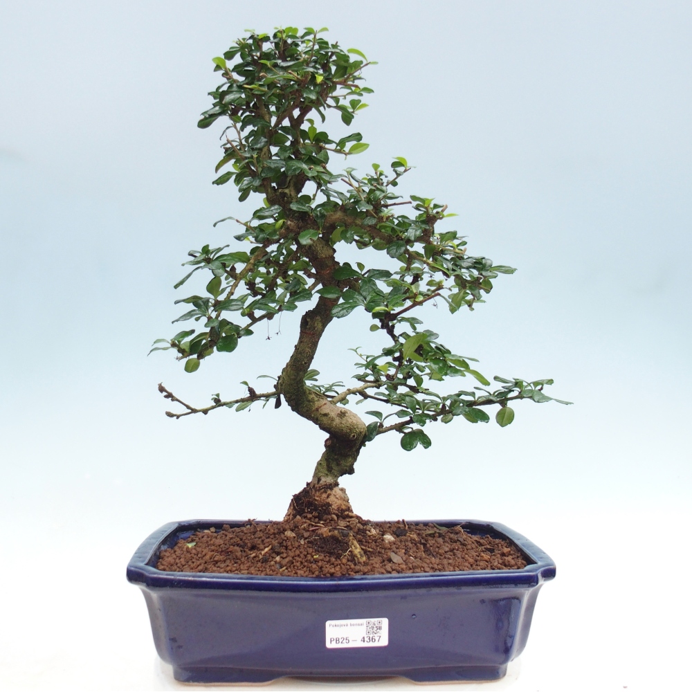 Zimmer-Bonsai - Carmona macrophylla - Tee-Fuki