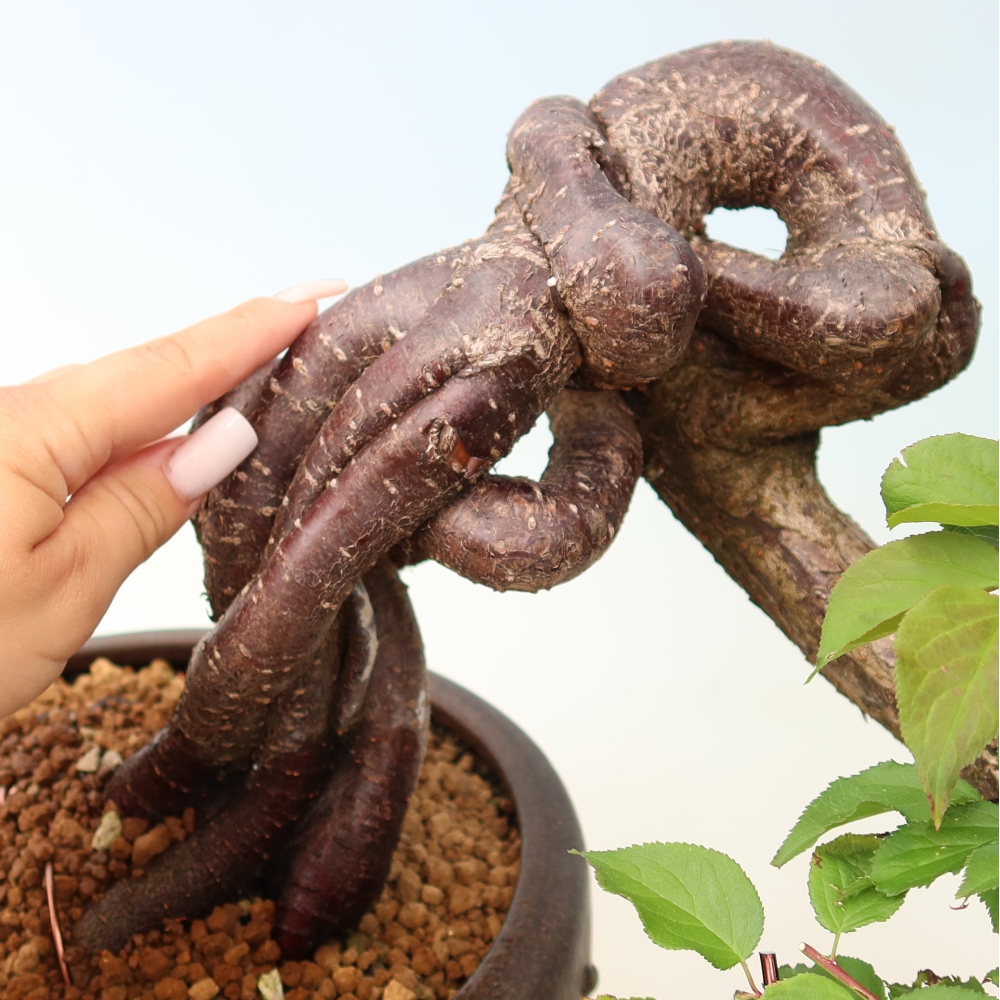 Bonsai für den Außenbereich – Japanischer Aprikosenbaum – Prunus Mume