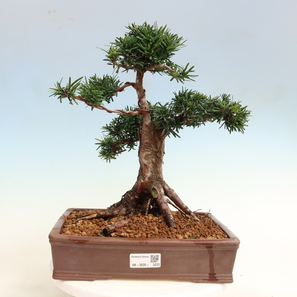 Bonsai für draußen - Taxus cuspidata - Japanische Eibe
