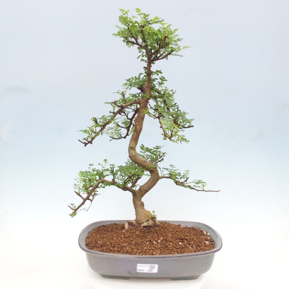 Zimmer Bonsai - Zantoxylum piperitum - Pfefferbaum