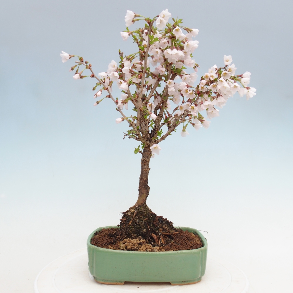 Bonsai für draußen - Prunus incisa Kojou-no mai-Plivon ausgeschnitten