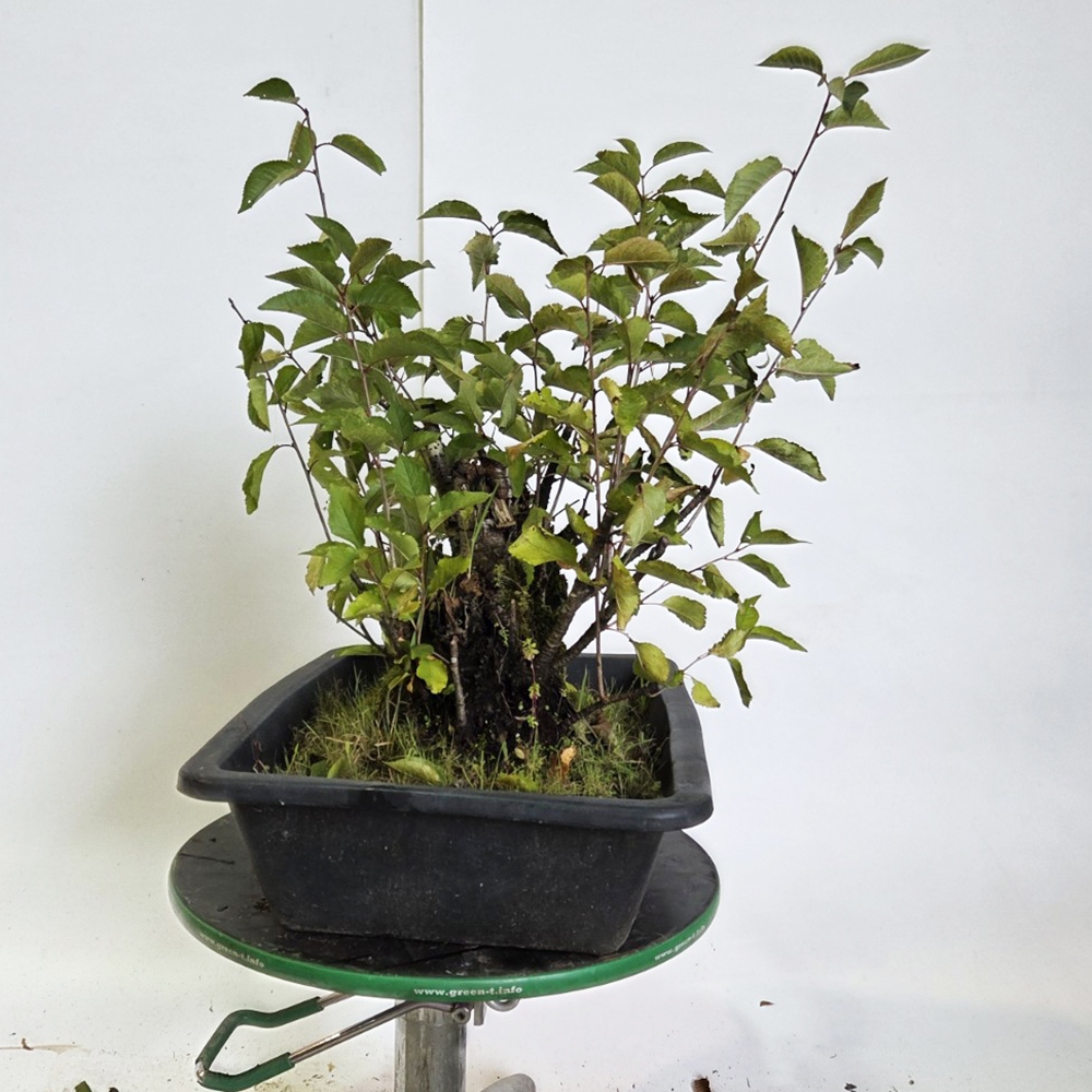 Freiland Bonsai Kirsche - Prunus aviata