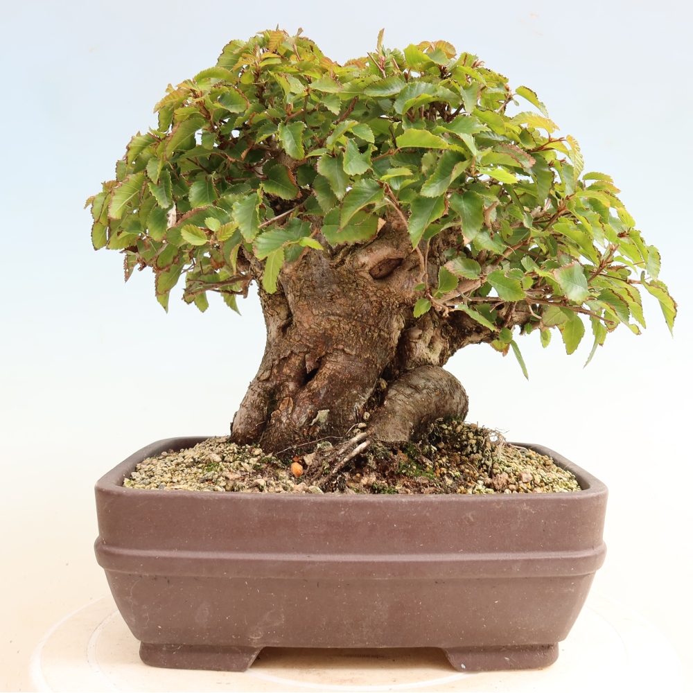 Bonsai für draußen -Carpinus CARPINOIDES - Koreanische Hainbuche