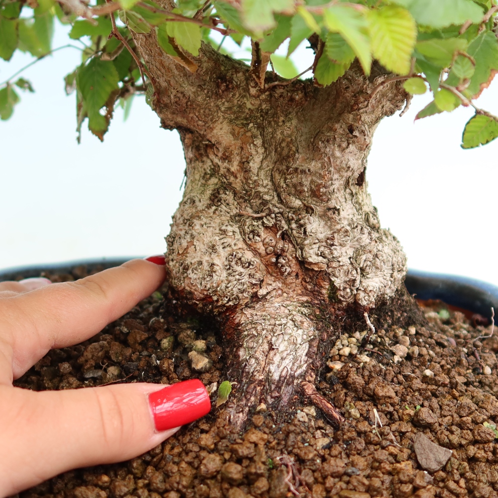 Bonsai für draußen - Karpinus Coreana - Koreanische Hainbuche