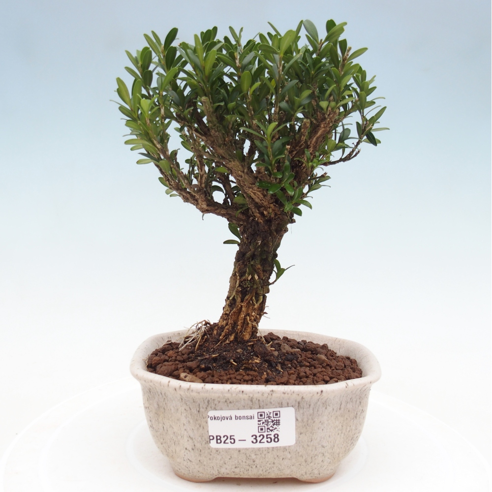 Zimmer Bonsai - Buxus harlandii - Korkbuxus