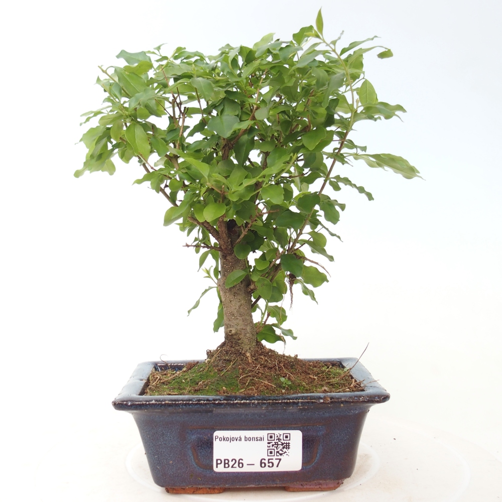 Zimmer Bonsai -Ligustrum chinensis - Vogelschnabel