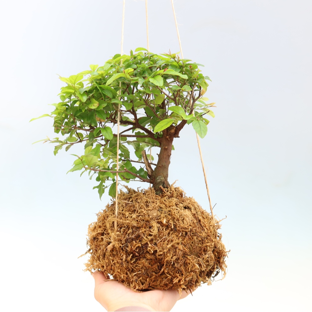Kokedama in Keramik - Sagerecia Tee - Sageretia thea