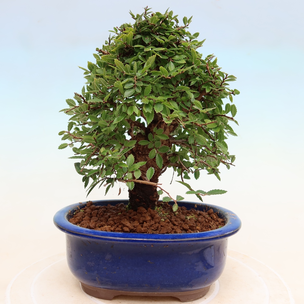 Bonsai für draußen - Zelkova - Zelkova NIRE