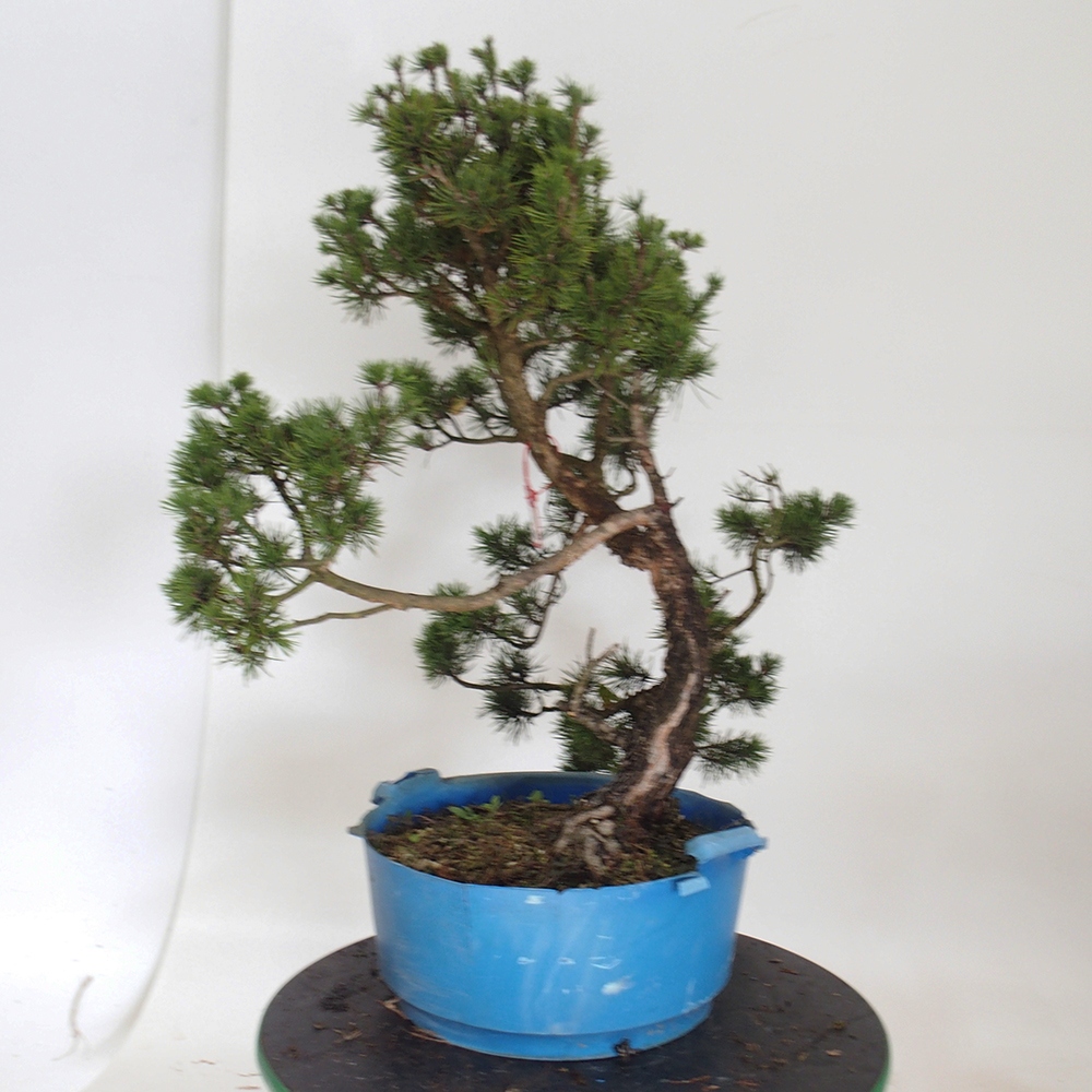 Yamadori - Pinus sylvestris Spanien