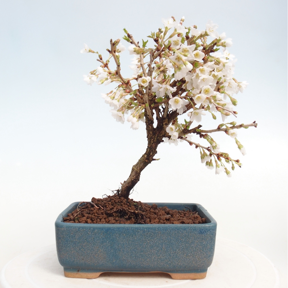 Bonsai für draußen - Prunus incisa Kojou-no mai-Plivon ausgeschnitten