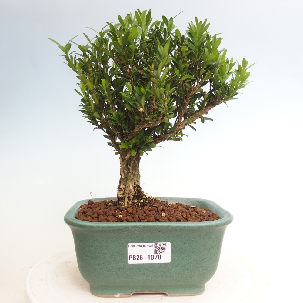 Zimmer Bonsai - Buxus harlandii - Korkbuxus