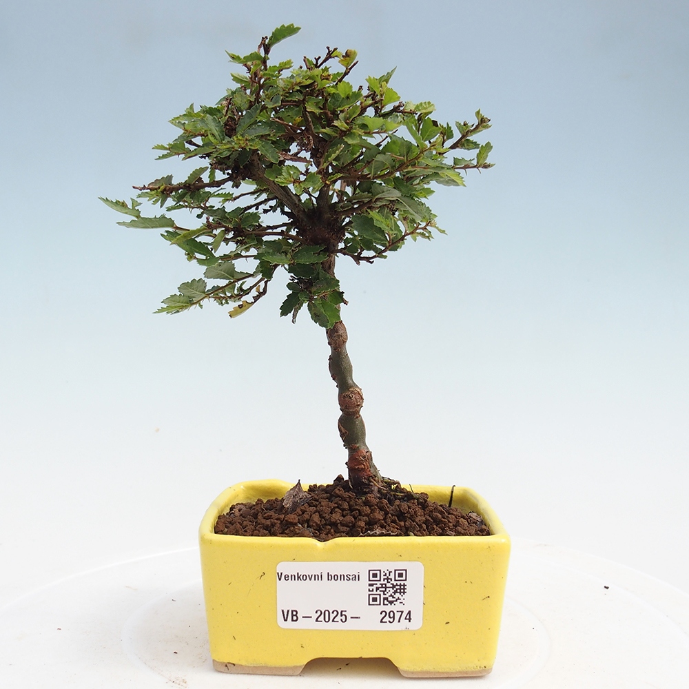Bonsai für draußen - Ulmus parvifolia Sagei - Kleinblättrige Ulme
