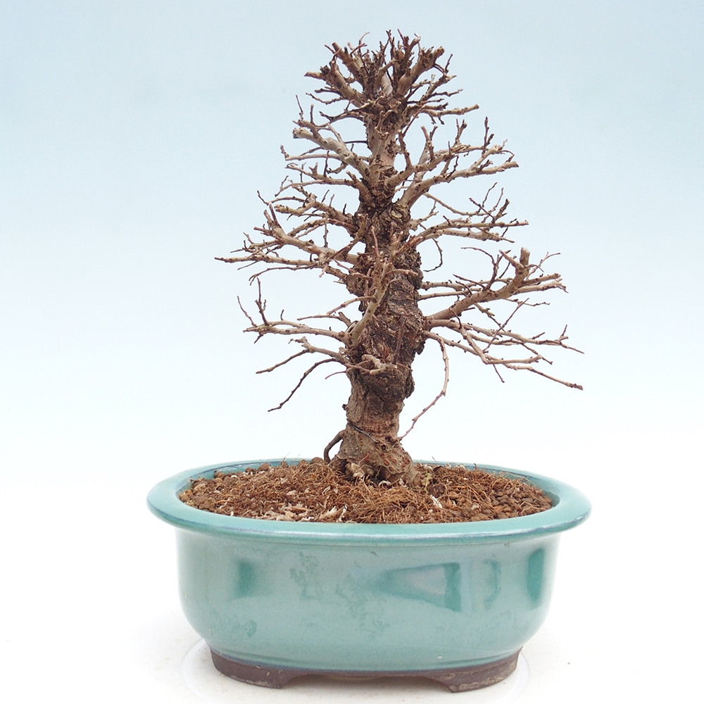 Bonsai für draußen - Zelkova - Zelkova NIRE