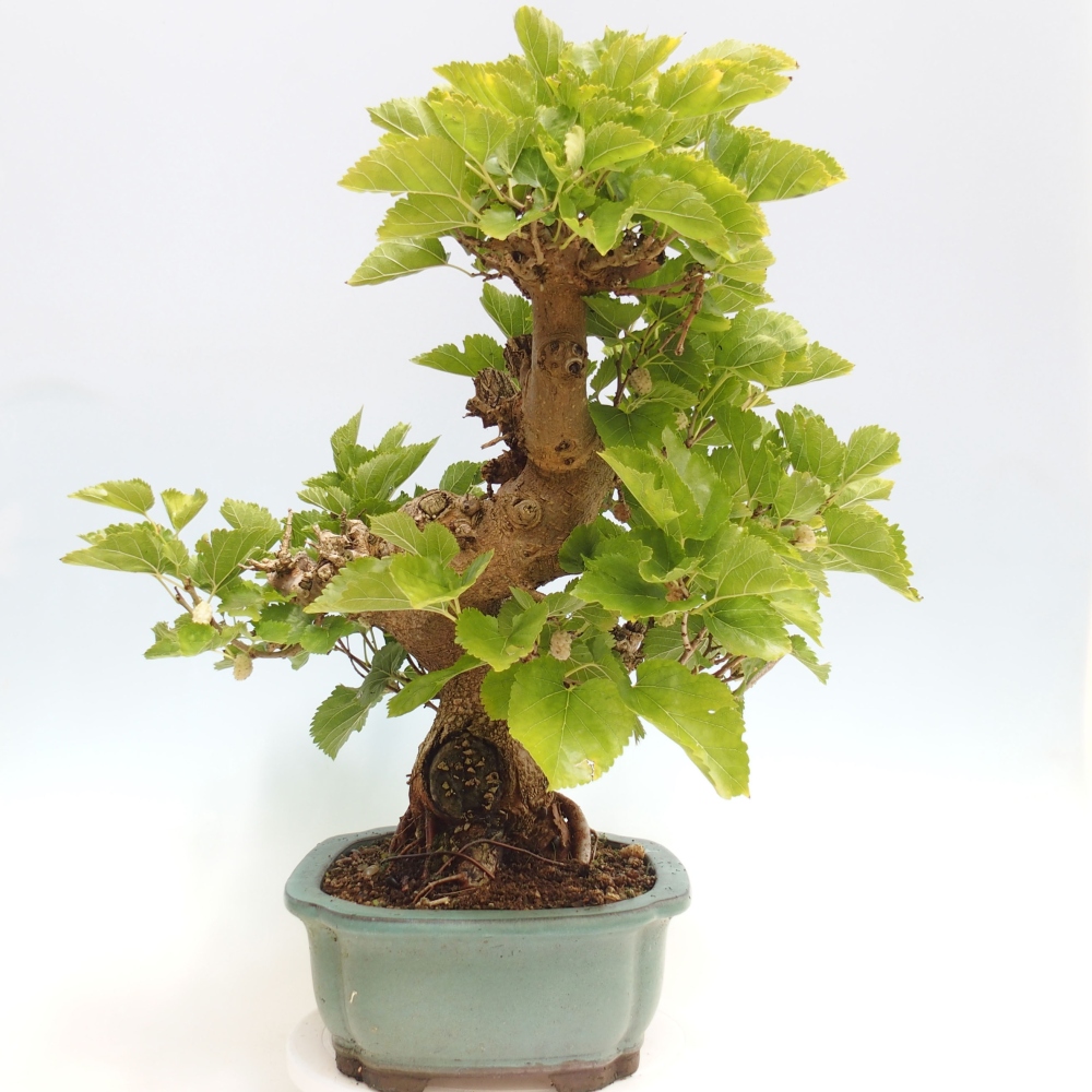 Bonsai für draußen -Morus alba - Maulbeere