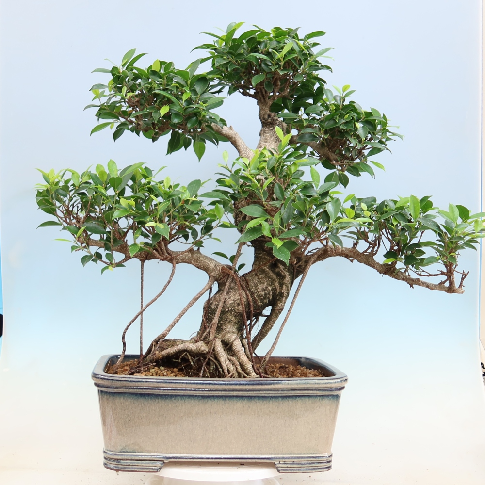 Zimmerbonsai - Ficus kimmen - Kleinblättriger Ficus