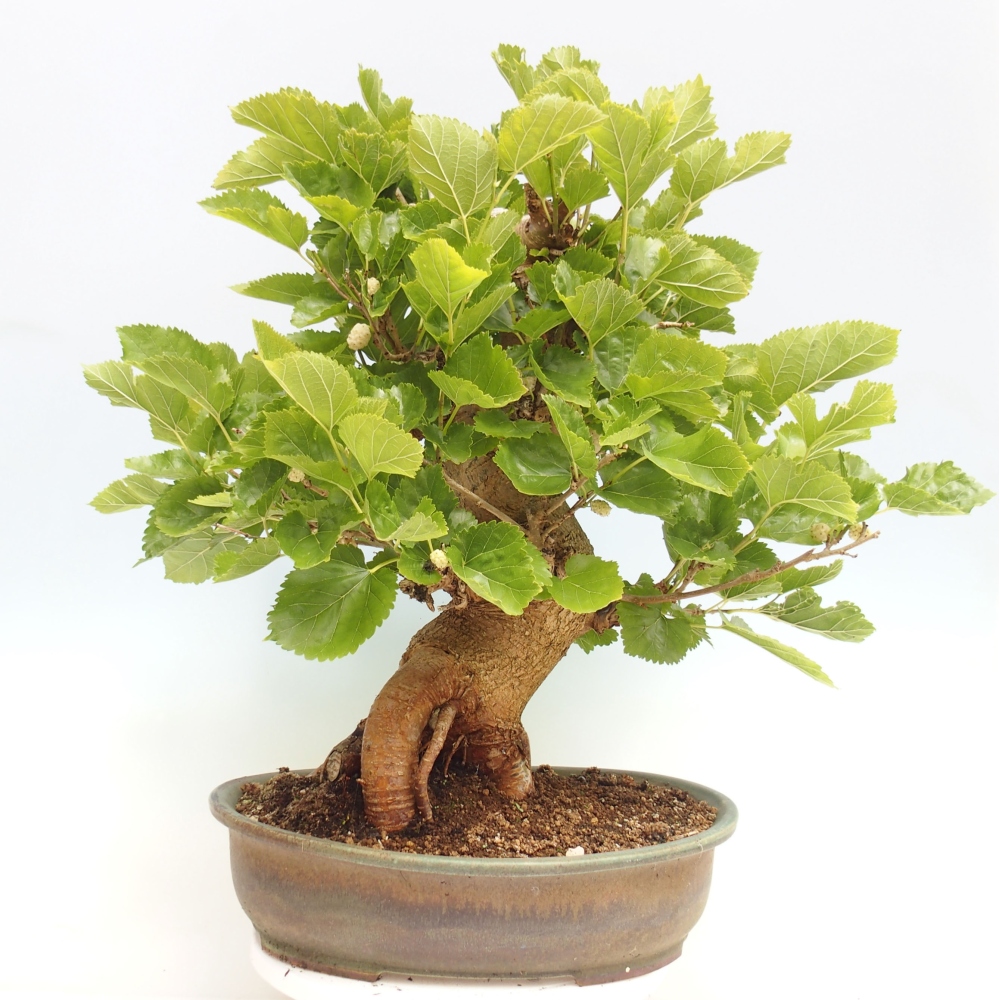 Bonsai für draußen -Morus alba - Maulbeere