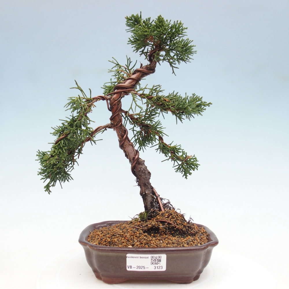Bonsai für draußen - Juniperus chinensis Kishu