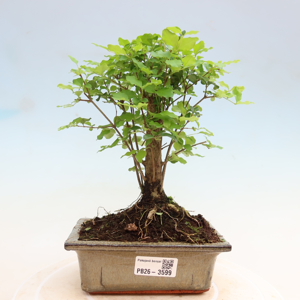 Zimmer Bonsai -Ligustrum chinensis - Vogelschnabel