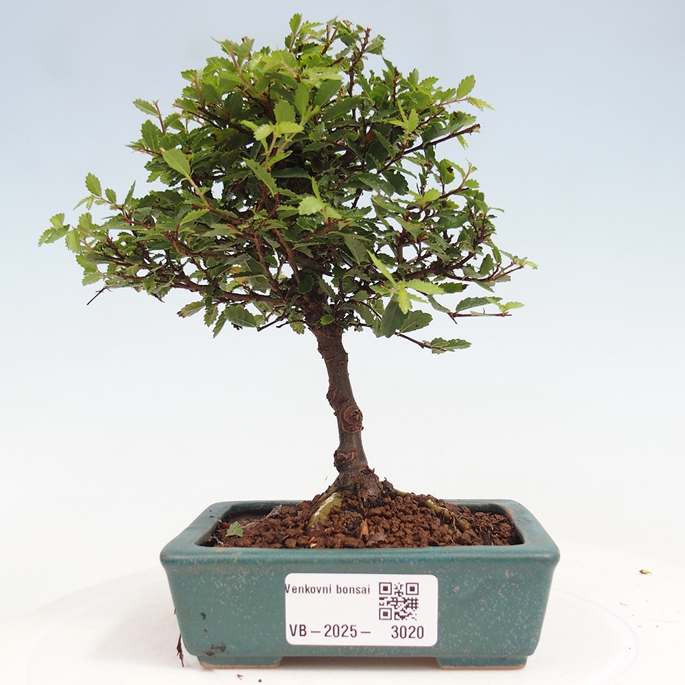 Bonsai für draußen - Ulmus parvifolia Sagei - Kleinblättrige Ulme