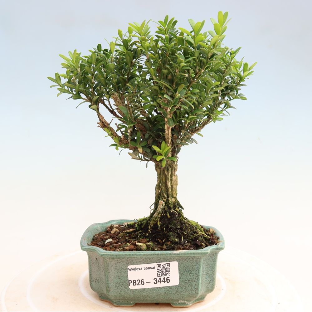 Zimmer Bonsai - Buxus harlandii - Korkbuxus