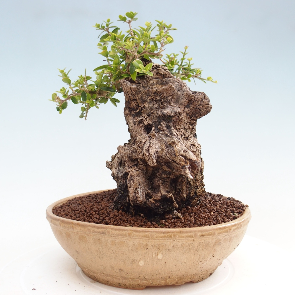 Zimmerbonsai - Olea europaea sylvestris