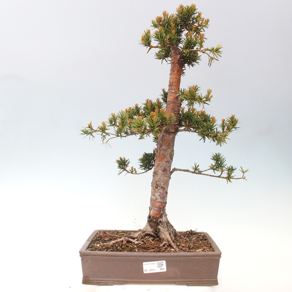 Bonsai für draußen - Taxus cuspidata - Japanische Eibe