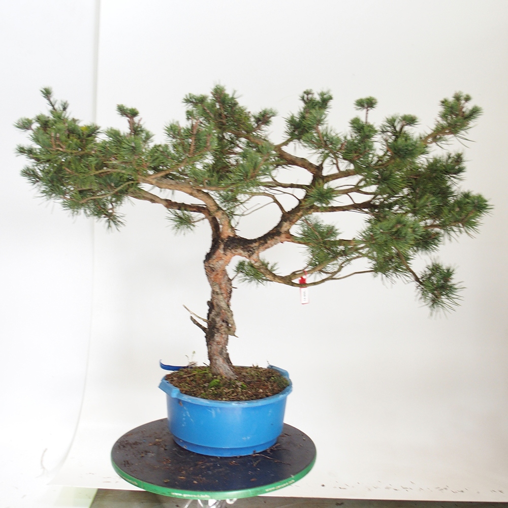 Yamadori - Pinus sylvestris Spanien