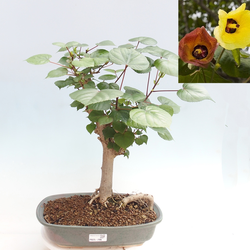 Zimmerbonsai - Hibiscus tiliaceus - Meeres-Hibiskus