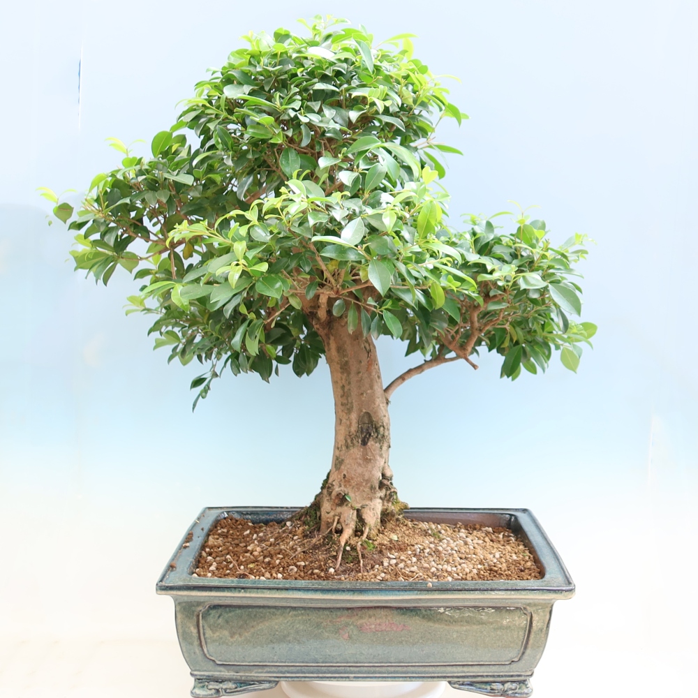 Zimmer Bonsai - Australische Kirsche - Eugenia uniflora