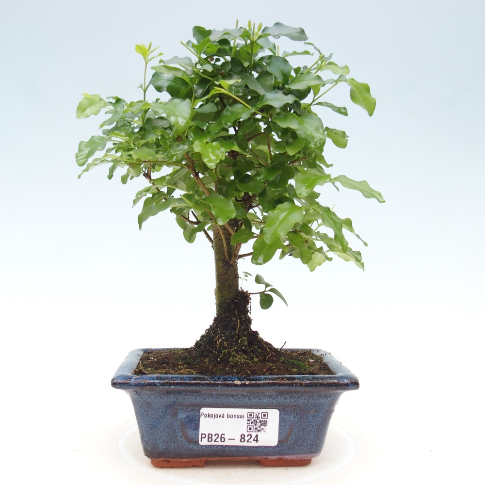 Zimmer Bonsai -Ligustrum chinensis - Vogelschnabel