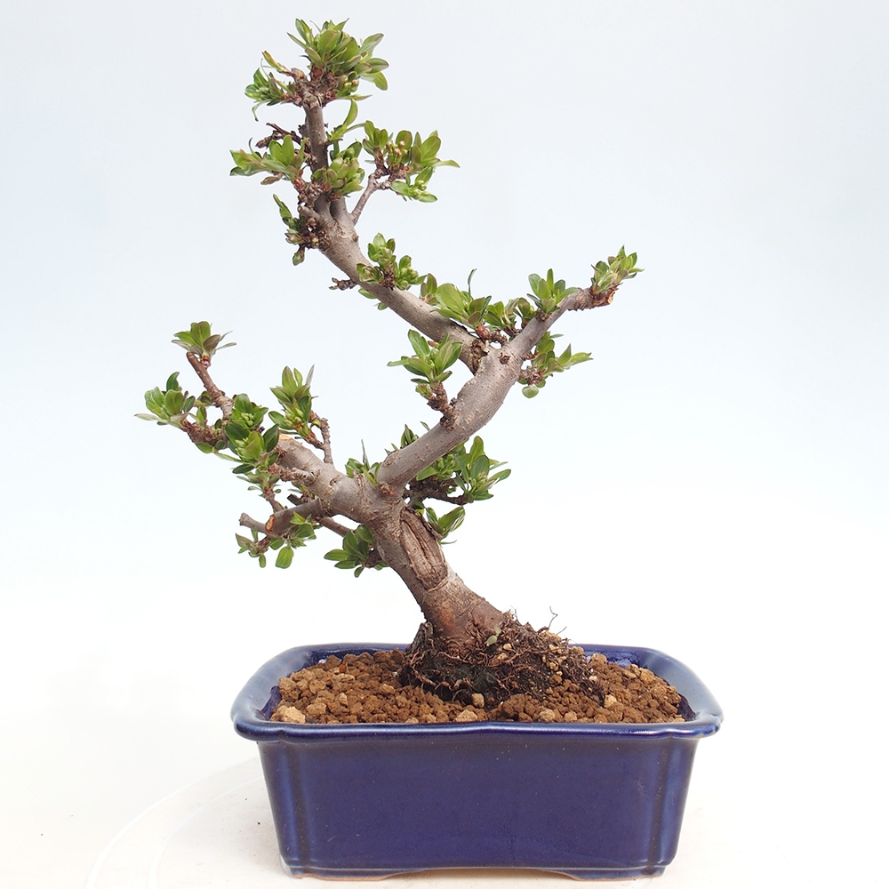 Outdoor Bonsai - Malus sargentii - Kleinfrüchtiger Apfelbaum