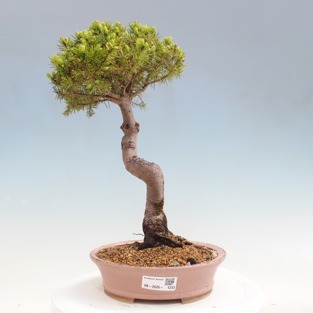 Bonsai für draußen - Fichte - Picea glauca globe