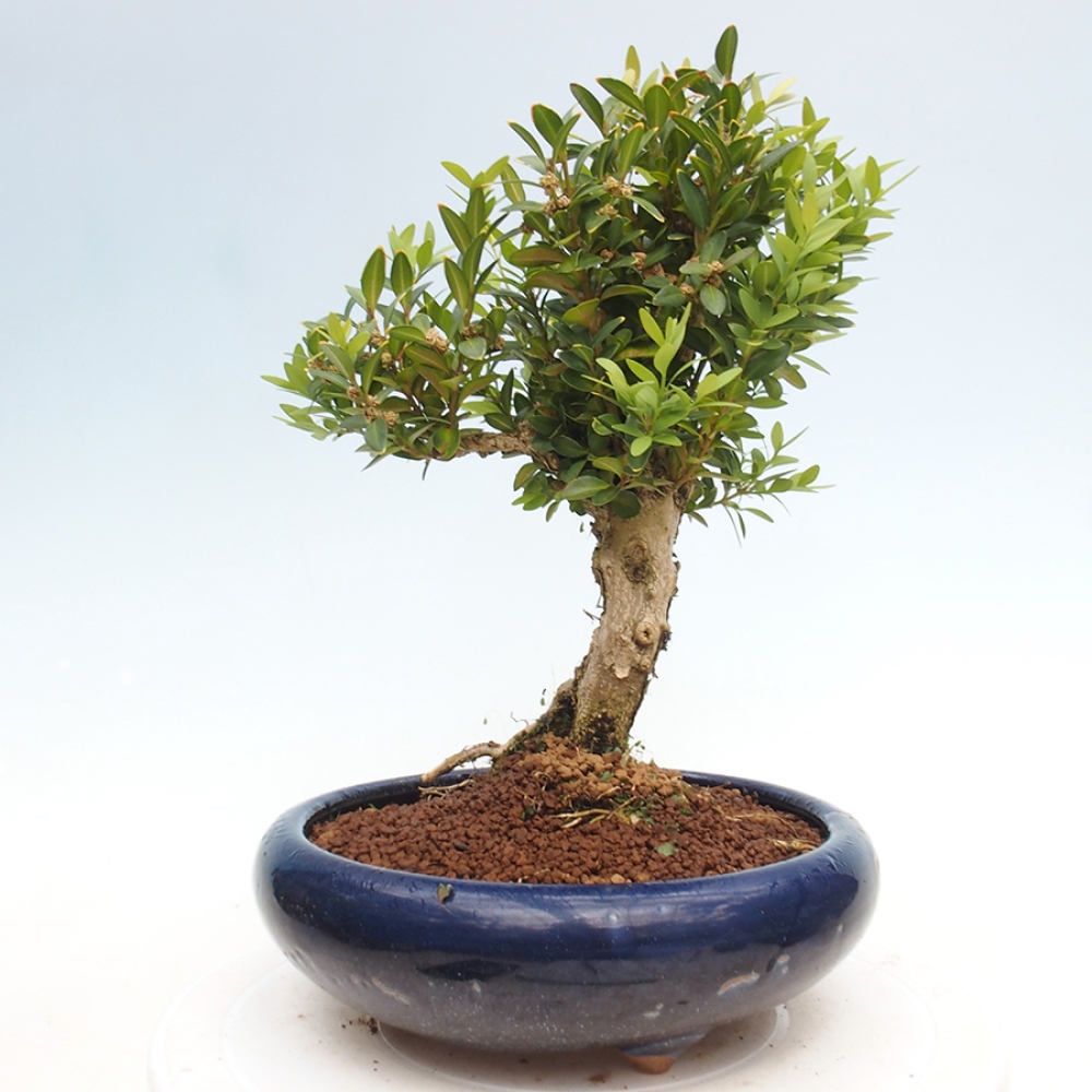 Bonsai für draußen - Buxus sempervirens - Buchsbaum