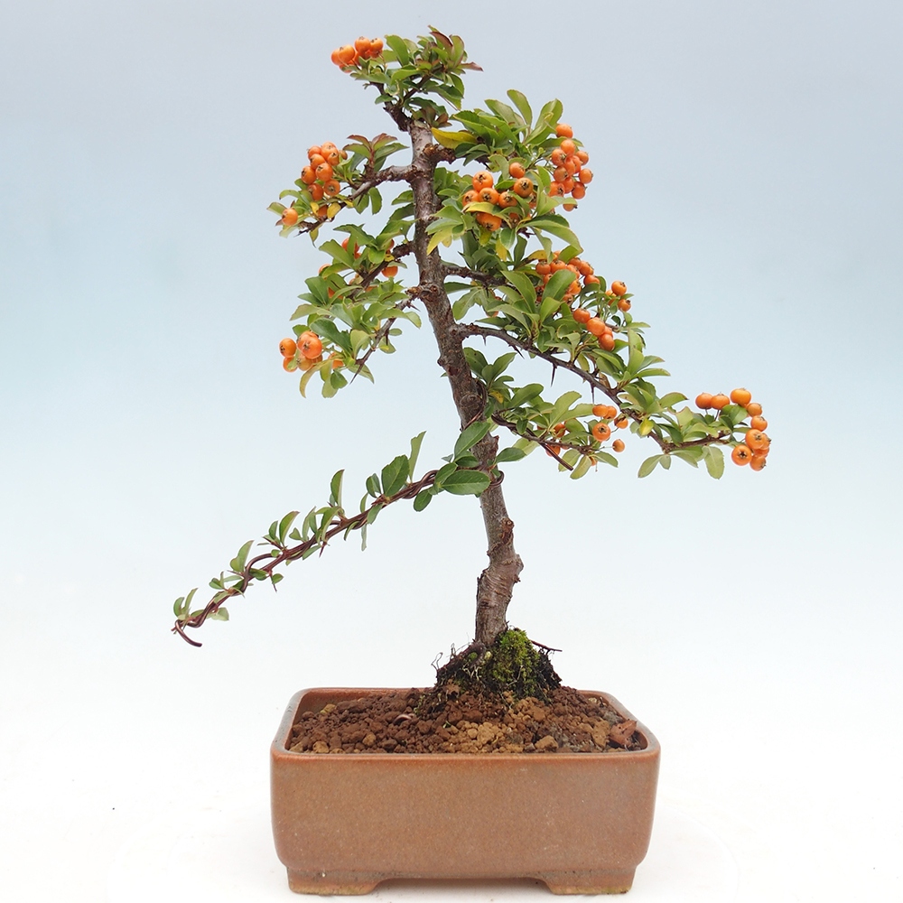 Freiland-Bonsai-Pyracantha Teton -Hlox