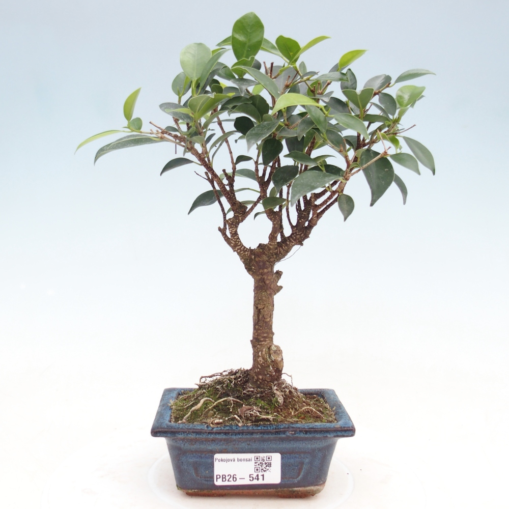 Zimmer Bonsai Ficus retusa kimmen